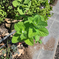 Apple Mint Cuttings – Mentha suaveolens Live Unrooted Organic Herb Cuttings for Rooting