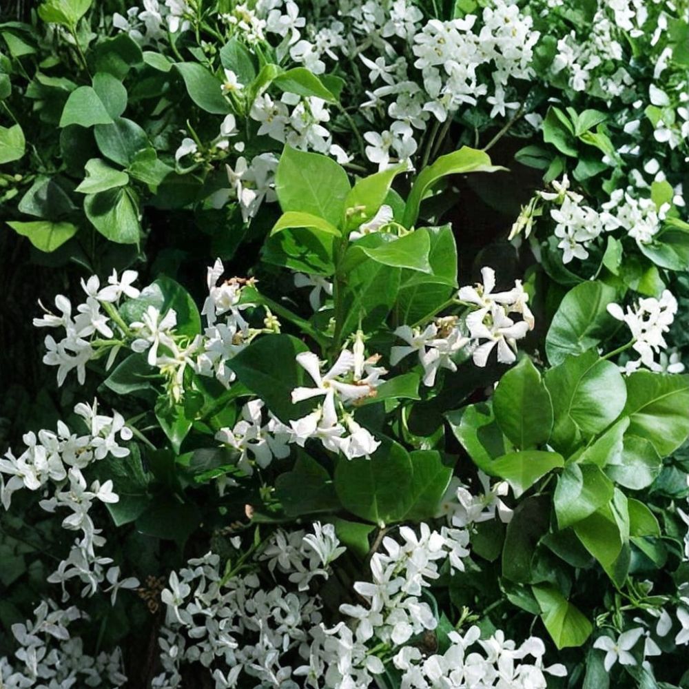 Confederate Jasmine Vine Live Plant - Trachelospermum jasminoides 1 Quart | Evergreen Climbing Vine