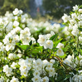 Bonsai White Jasmine Seeds – Jasminum spp. | 25+ Seeds for Fragrant Bonsai Growing