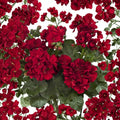 Double Red Geranium Seeds – 10 Premium Pelargonium x hortorum Seeds for Hanging Baskets & Containers