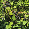 Savanna Zap Black Currant Rooted Starter Plant | Edible Berry Shrub | Zones 4-8