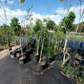 Native Red Maple Tree – Acer rubrum Live Tree | 4–6 Feet Tall Shade Tree with Red & Yellow Fall Color