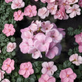 Maverick Appleblossom Geranium Seeds – 10 Premium Pink & White Flower Seeds for Patio & Containers
