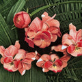 Geranium Pinto Premium Salmon Deep Pelargonium Seeds | 1,000 Pastel Salmon Blooms | Compact & Vigorous Garden Variety