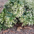Night Blooming Jasmine Live Plant – Cestrum nocturnum Starter | Fragrant Tropical Shrub for Indoor & Outdoor