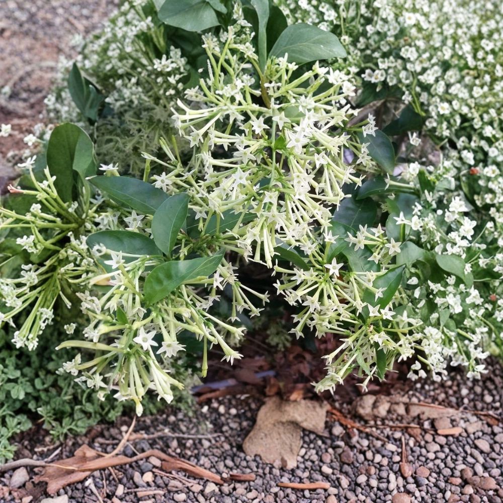 Night Blooming Jasmine Live Plant – Cestrum nocturnum Starter | Fragrant Tropical Shrub for Indoor & Outdoor