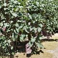 Purple Tree Collard Cutting – Perennial Kale Plant | 6–8 Inch Live Cutting