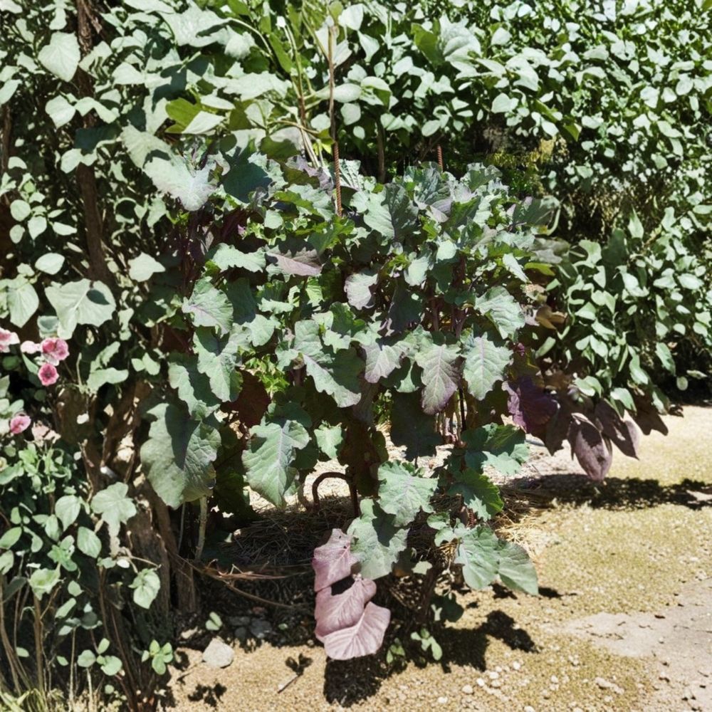 Purple Tree Collard Cutting – Perennial Kale Plant | 6–8 Inch Live Cutting