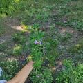 Citronella Scented Geranium Live Plant – Pelargonium citrosum | Mosquito Repellent | Patio & Container Friendly