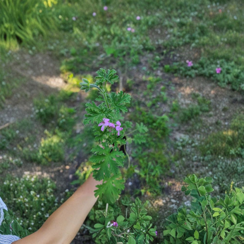 Citronella Scented Geranium Live Plant – Pelargonium citrosum | Mosquito Repellent | Patio & Container Friendly