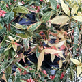 Variegated Asiatic Jasmine ‘Tricolor’ – Trachelospermum asiatica Live Plant | Evergreen Vine Ground Cover