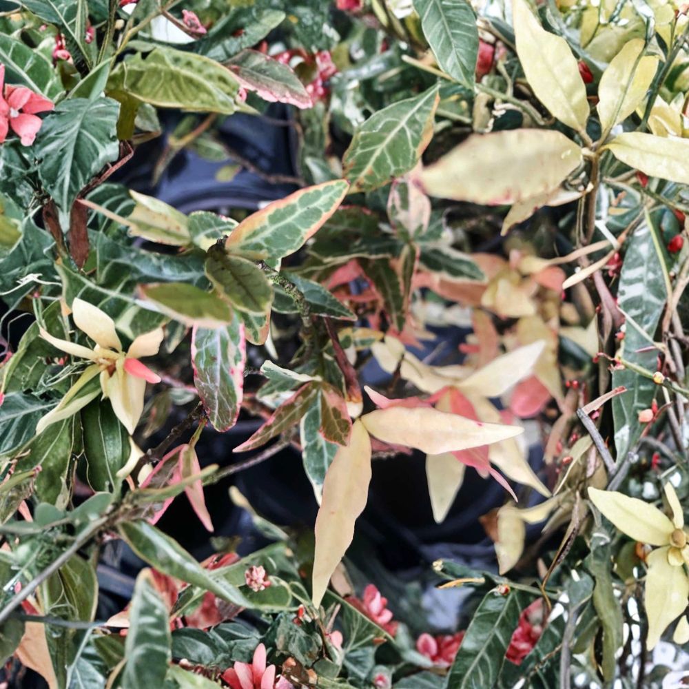 Variegated Asiatic Jasmine ‘Tricolor’ – Trachelospermum asiatica Live Plant | Evergreen Vine Ground Cover