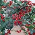 Sichuan Pepper Tree – Zanthoxylum simulans Live Plant | 3 Ft Tall | Hanyuan Da Hong Pao Variety