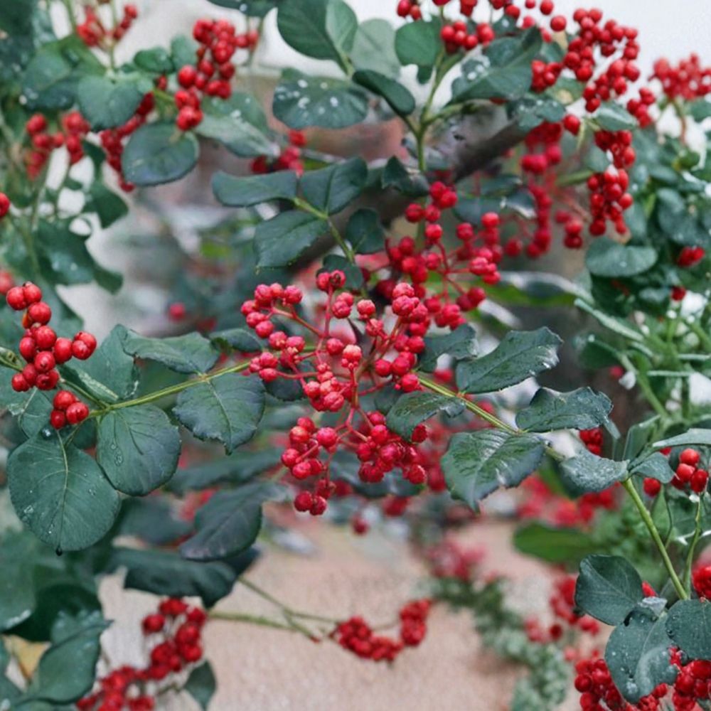 Sichuan Pepper Tree – Zanthoxylum simulans Live Plant | 3 Ft Tall | Hanyuan Da Hong Pao Variety