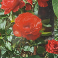 Impatient Floribunda Rose - 5 Gallon Live Bush Plant with Orange Red Blooms
