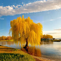 Golden Weeping Willow Tree – Salix babylonica Live Potted Bonsai & Ornamental Tree