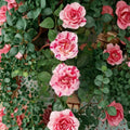 Scentimental Floribunda Rose Live Bush Plant | 1 Gallon | Striped Red & White Double Blooms