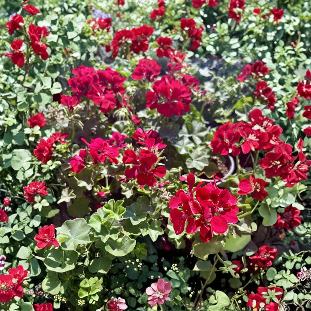 Red Geranium Live Plant in 6-Inch Pot – Blooming Pelargonium for Patio & Outdoor Gardens