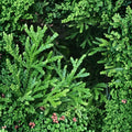 Emerald Green Arborvitae Starter Plants – Thuja occidentalis ‘Smaragd’ Bare Root Hedge Trees for Privacy, Evergreen Landscaping, Outdoor Garden