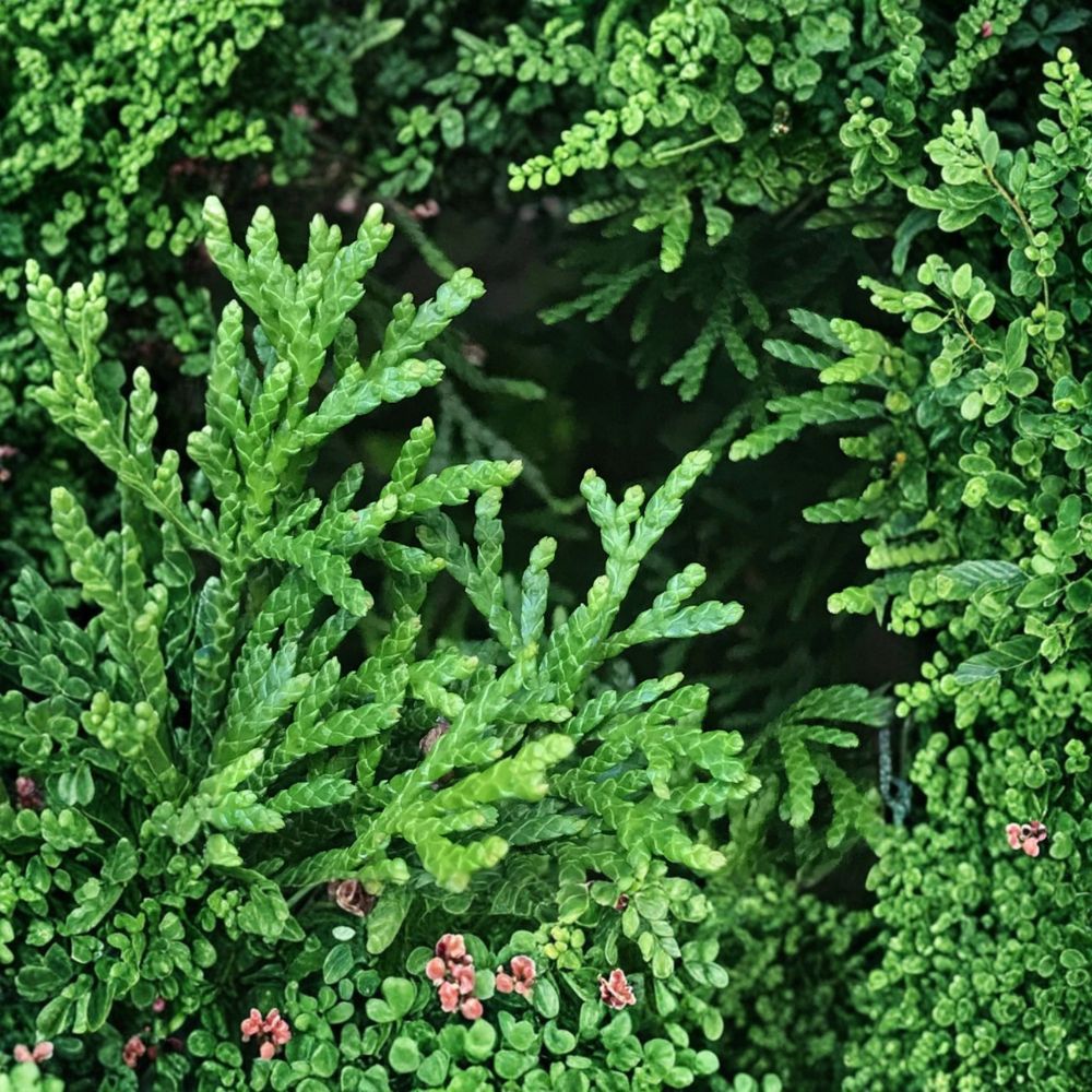 Emerald Green Arborvitae Starter Plants – Thuja occidentalis ‘Smaragd’ Bare Root Hedge Trees for Privacy, Evergreen Landscaping, Outdoor Garden
