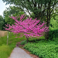 Eastern Redbud Tree – Cercis canadensis Live 2–3 Ft Potted Ornamental Tree with Pink Spring Blossoms