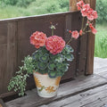 Maverick Series Coral Geranium Seeds – 10 Premium Seeds for Bright Coral Orange Blooms