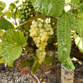 Marquis Seedless Grape Vine – Live Plant | White Table Grape | Cold Hardy | Mid-Season Harvest