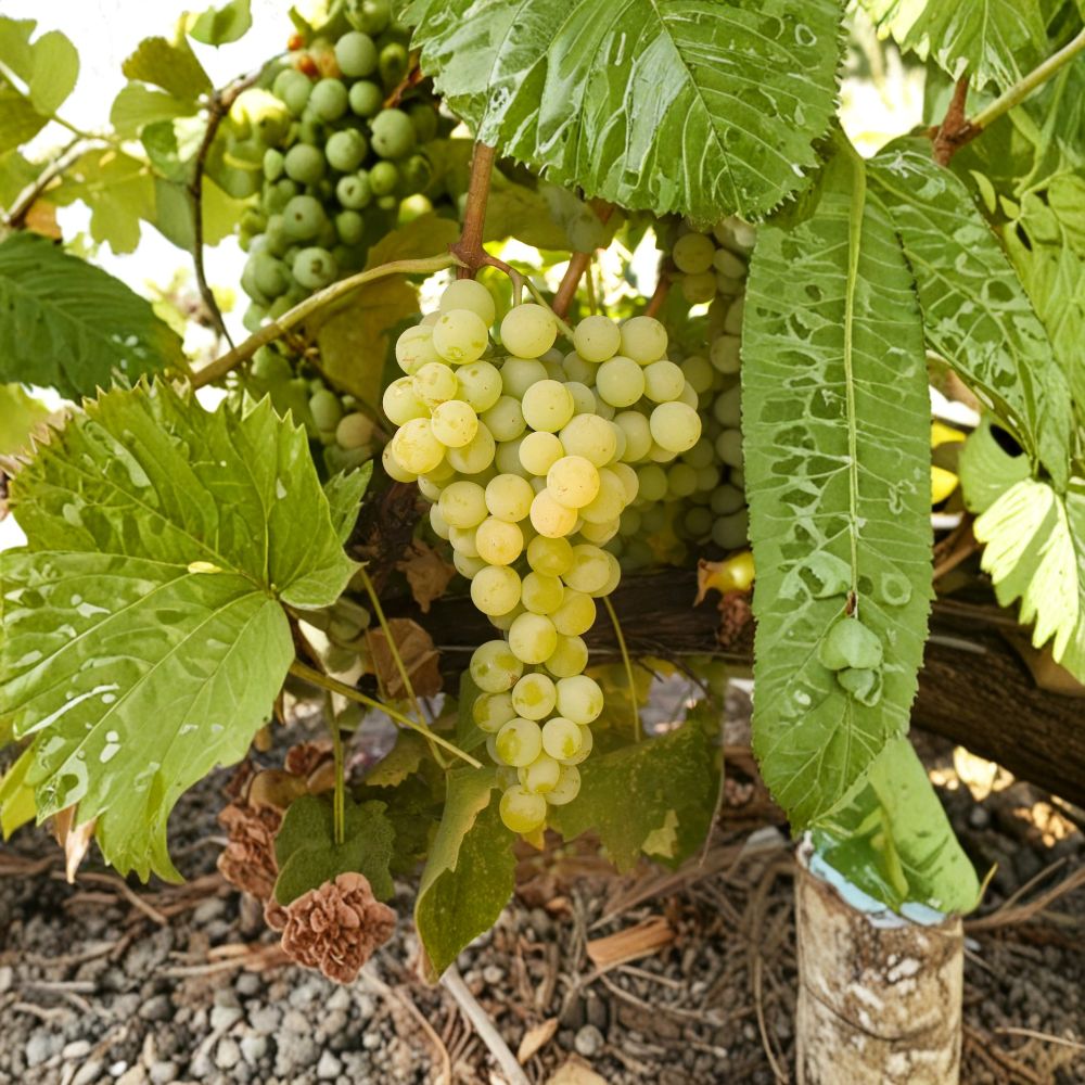 Marquis Seedless Grape Vine – Live Plant | White Table Grape | Cold Hardy | Mid-Season Harvest