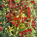 Asiatic Jasmine Summer Sunset - Trachelospermum asiaticum Live Plant 4-6 Inches Variegated Evergreen Vine