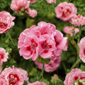 Pink Flame Geranium Starter Plant – Live Flowering Plant with Vibrant Pink Blooms