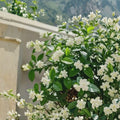 Weeping Jasmine Seeds 100+ – Fragrant Climbing Vine for Garden, Balcony & Patio