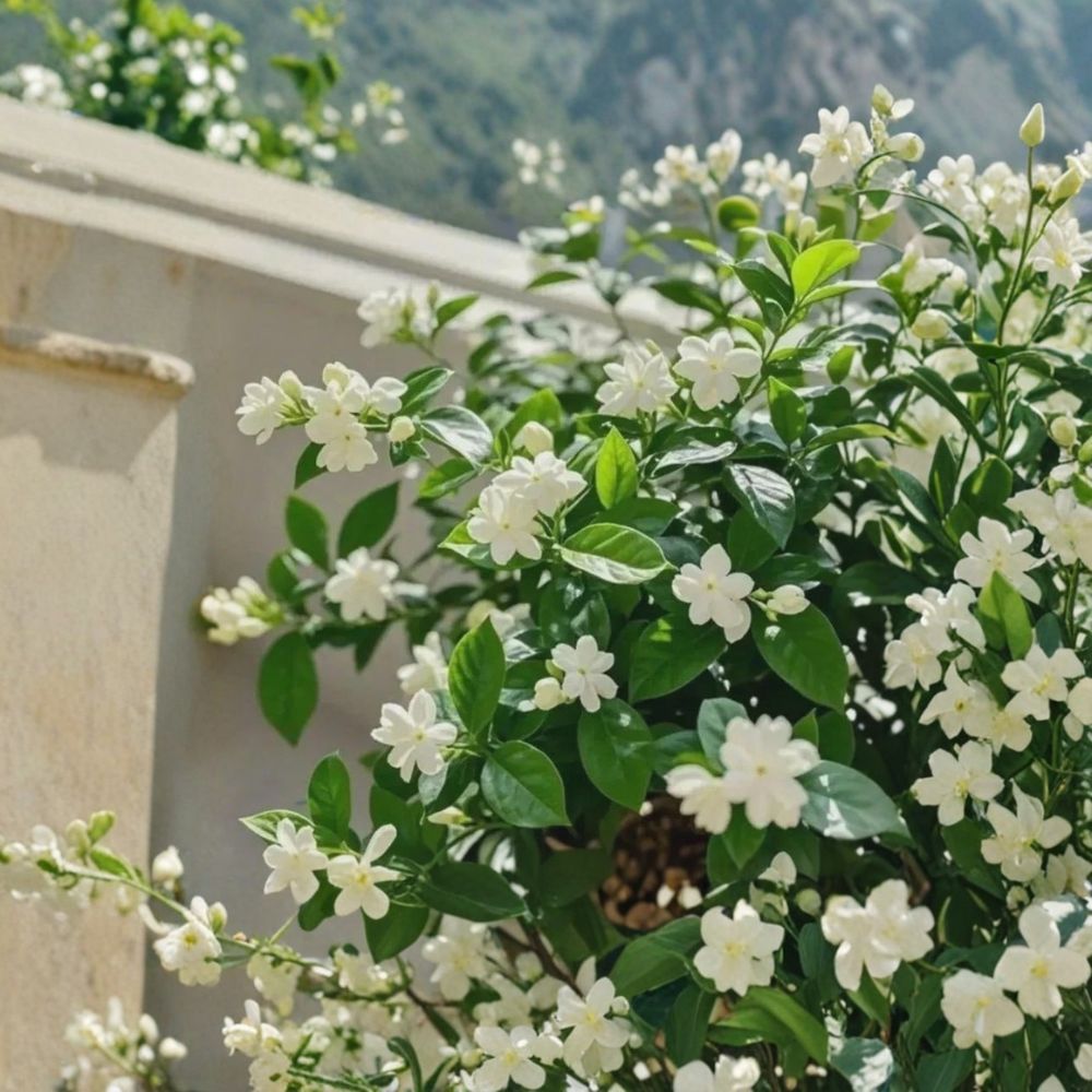 Weeping Jasmine Seeds 100+ – Fragrant Climbing Vine for Garden, Balcony & Patio