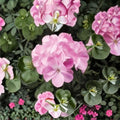 Geranium Pinto Premium Lavender Pelargonium Seeds | 1,000 Seeds | Pastel Lavender Blooms