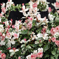 Snow in Summer Jasmine Seeds – Trachelospermum asiaticum Variegated Hardy Jasmine Vine