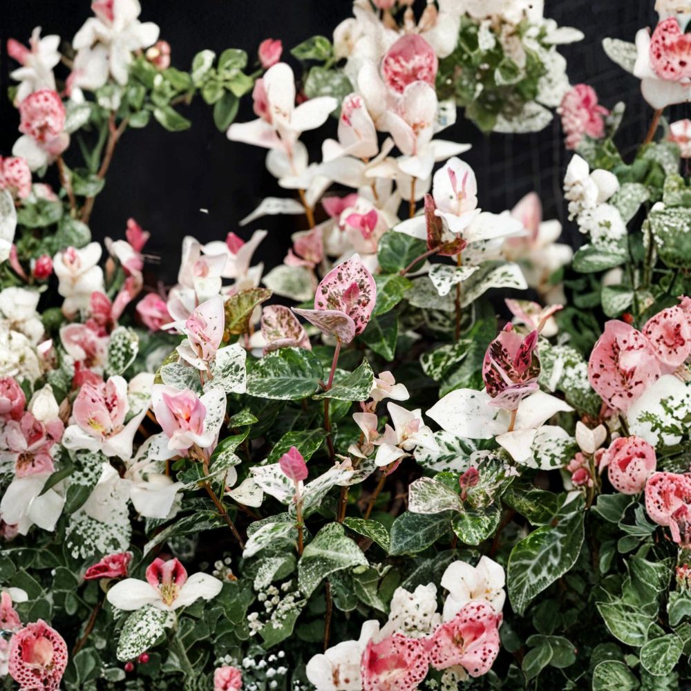 Snow in Summer Jasmine Seeds – Trachelospermum asiaticum Variegated Hardy Jasmine Vine
