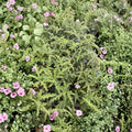 Pine Scented Geranium Live Plant – Pelargonium denticulatum in Quart Pot | Fragrant Indoor & Outdoor Herb