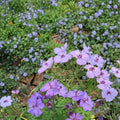 Malviflorum Geranium Seeds – Pelargonium Flower Seeds | 25+ Seeds | Easy to Grow Patio & Container Plants