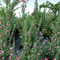 Purple Texas Sage – Leucophyllum frutescens Live Shrub | 2–3 Feet Tall Evergreen Flowering Plant