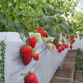 Benihoppe Strawberry Plants – Fragaria × ananassa Live Bare Root 5 Pack | Premium Japanese Strawberries