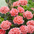 Salmon Splash Patriot Geranium Live Plant | 4 Inch Pot | Color-Changing Blooms