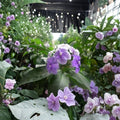 Purple Jasmine Seeds 15 - Rare Flowering Jasmine Vine or Shrub for Garden & Containers