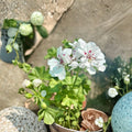 White Geranium Live Plant – Blooming Pelargonium in 6 Inch Pot for Patio & Garden