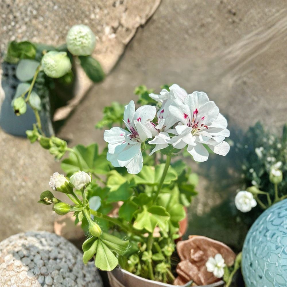 White Geranium Live Plant – Blooming Pelargonium in 6 Inch Pot for Patio & Garden