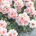 Pink White Geranium Seeds – Pelargonium Flower Seeds | 10 Seeds | Patio & Garden