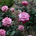 Paradise Hybrid Tea Rose Live Plant | 5 Gallon Lavender Pink Magenta Rose Shrub