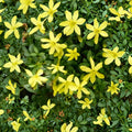 Parker’s Jasmine Dwarf Live Plant – Yellow Fragrant Jasmine in 4” Pot