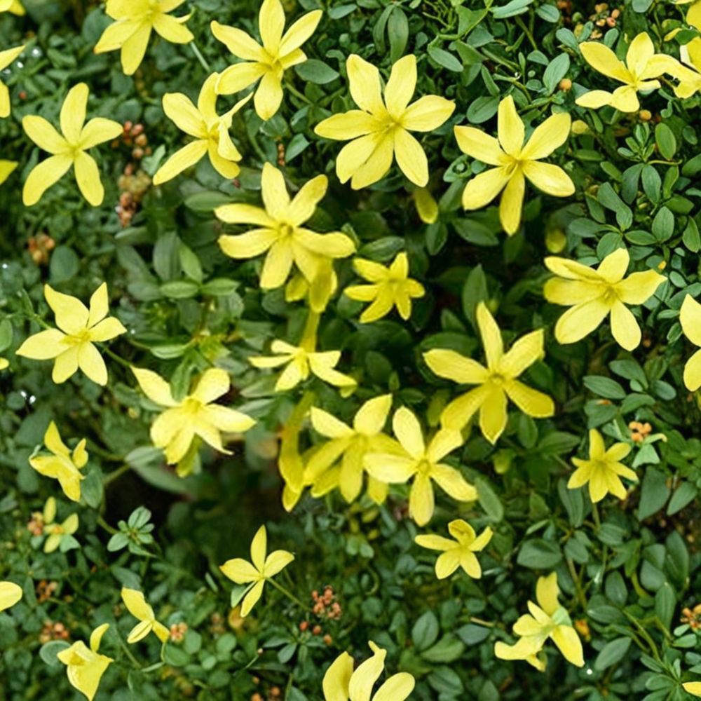 Parker’s Jasmine Dwarf Live Plant – Yellow Fragrant Jasmine in 4” Pot