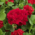 Deep Velvet Red Geranium Cuttings – 5 Fresh Pelargonium Cuttings for Rooting