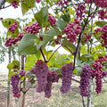 Canadice Seedless Grape Cuttings – 5 Pack | Cold Hardy Red Table Grape Vine