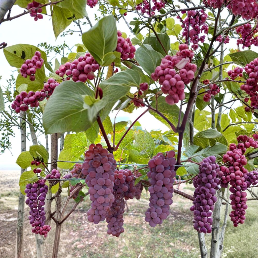 Canadice Seedless Grape Cuttings – 5 Pack | Cold Hardy Red Table Grape Vine